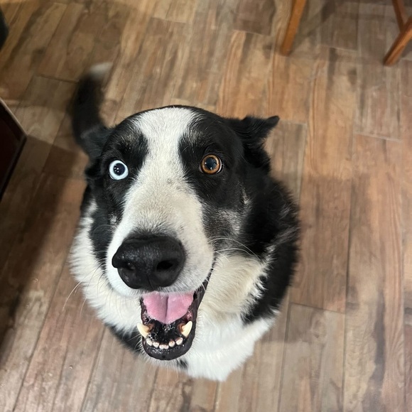 Meet your Posher, Jacie - Picture 1 of 5